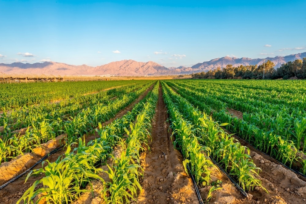 agriculture, young plants, mountains