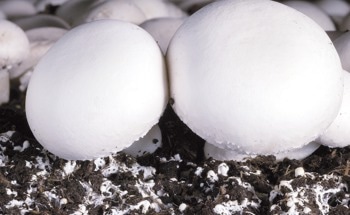 A New Project will Replace Materials and Recover Mushroom Cultivation Waste Based on More Sustainable Solutions to Increase Competitiveness